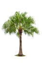 Isolated big palm tree on White Background. Royalty Free Stock Photo