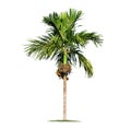 Isolated big palm tree on White Background. Royalty Free Stock Photo