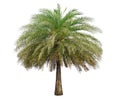 Isolated big palm tree on White Background. Royalty Free Stock Photo