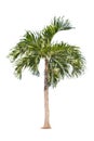 Isolated big palm tree on White Background Royalty Free Stock Photo