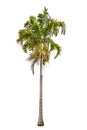 Isolated big Palm tree on White Background Royalty Free Stock Photo