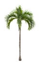 Isolated big Palm tree on White Background Royalty Free Stock Photo