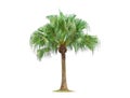 isolated big palm tree on White Background. Royalty Free Stock Photo