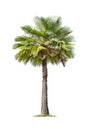 Isolated big palm tree on White Background Royalty Free Stock Photo