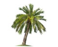 Isolated big palm tree on White Background Royalty Free Stock Photo