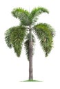 Isolated big palm tree on White Background