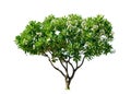 Isolated big Plumeria tree on White Background Royalty Free Stock Photo