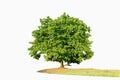 Isolated big santol tree on white background with clipping path Royalty Free Stock Photo