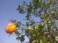 Citrus medica fruit commonly called as Kimb Royalty Free Stock Photo