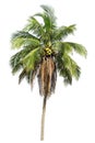 Isolated big tree coconut on White Background. Royalty Free Stock Photo