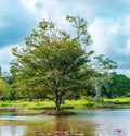 Isolated big tree and the Natural pond Landscape view near Jaya Sri Maha Bodhi car park Royalty Free Stock Photo