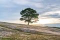 Isolated big tree on the pink grass valley under sunset Royalty Free Stock Photo