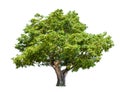 Isolated big tree on White Background. Royalty Free Stock Photo