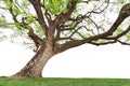 Isolated big tree on White Background. Royalty Free Stock Photo