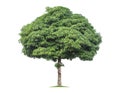 Isolated big tree on White Background Royalty Free Stock Photo