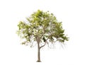 Isolated big tree on White Background