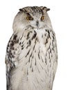 Isolated big white eagle-owl Royalty Free Stock Photo