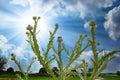 Isolated big wild cotton scotch thistle plant onopordum acanthium at agricultural field edge, dramatic cloud sky sun rays  - Royalty Free Stock Photo