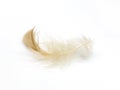 Isolated bird feather is white with a brown tint. Royalty Free Stock Photo