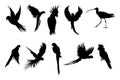 isolated bird silhouettes in a vector collection, graphic resources. Royalty Free Stock Photo