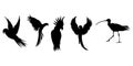 isolated bird silhouettes in a vector collection, graphic resources. Royalty Free Stock Photo