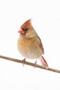 Isolated Bird On A Stump Royalty Free Stock Photo