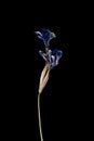 Iris Isolated on a black background dry flower with crumpled parts of dry leaves and petals with a part of dry stem