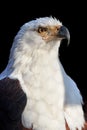 Isolated on black background, vertical portrait of adult African fish eagle, Haliaeetus vocifer. Side view. Eagle eye. Close up
