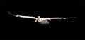 Isolated on black background, wild Great white pelican, Pelecanus onocrotalus , flying directly at camera. Huge pelican with Royalty Free Stock Photo