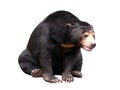 Isolated black bear Royalty Free Stock Photo