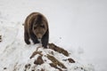 Isolated black bear brown grizzly walking on the snow Royalty Free Stock Photo