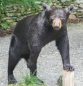 An isolated black bear Royalty Free Stock Photo