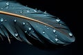Isolated on black beautiful feather with captivating water droplets Royalty Free Stock Photo