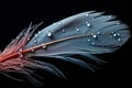 Isolated on black beautiful feather with captivating water droplets Royalty Free Stock Photo