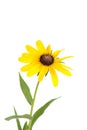 Isolated black eyed susan flower