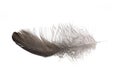 Isolated black feather Royalty Free Stock Photo