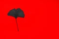 Isolated black gingko leaf on the red background Royalty Free Stock Photo