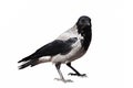 Isolated black and grey crow Royalty Free Stock Photo