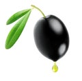 Isolated black olive with drop of oil Royalty Free Stock Photo