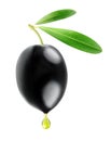 Isolated black olive with drop of oil Royalty Free Stock Photo