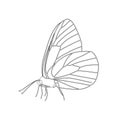 Isolated black outline butterfly aporia crataegi with line on wings on white background. Side view