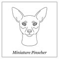 Isolated black outline head of Miniature Pinscher on white background. Line cartoon breed dog portrait. Royalty Free Stock Photo