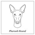 Isolated black outline head of pharaoh hound on white background. Line cartoon breed dog portrait.