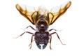 Isolated black queen ant Royalty Free Stock Photo