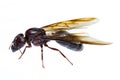 Isolated black queen ant Royalty Free Stock Photo