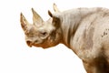 An isolated white rhinoceros with mud on its body portrait.