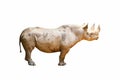 An isolated white rhinoceros with mud on its body