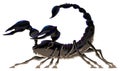 Isolated black scorpion. Royalty Free Stock Photo