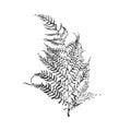 Isolated black stamp of fern on white background. Leaf ink print. Forest plant imprint Royalty Free Stock Photo