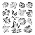 Isolated black stamps of herbs, leaves of tree and bush on white background. Leaf ink print. Set of plant imprint